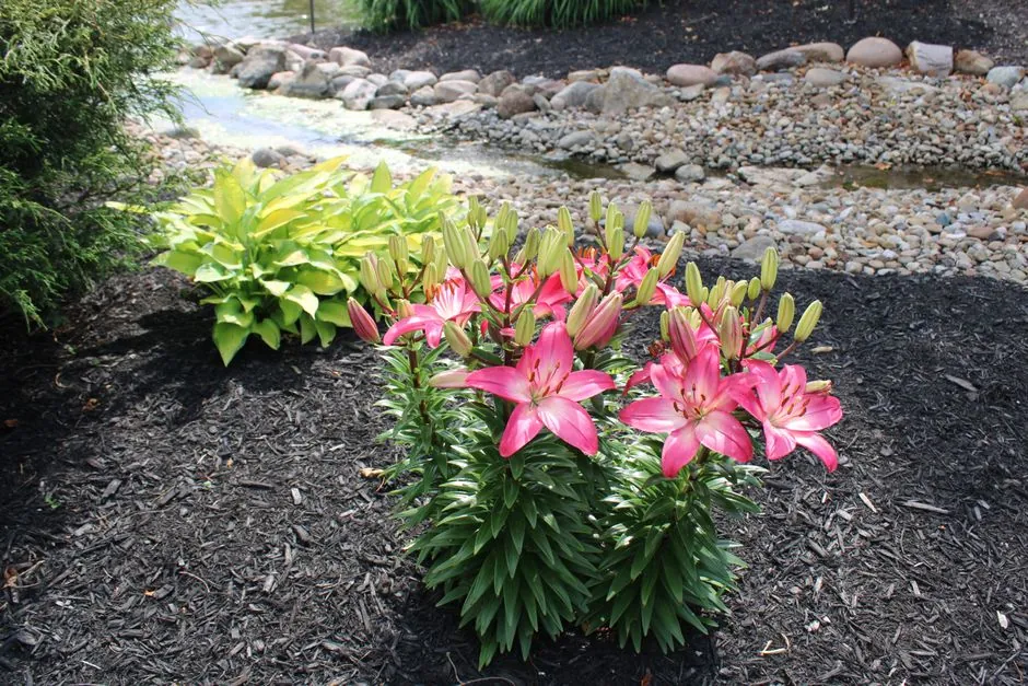Massif fleuri et paillage en bordure d'allee
